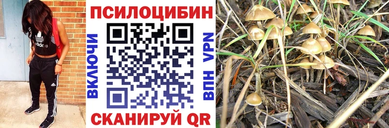 Купить закладки  Торжок  Псилоцибиновые грибы прущие грибы 